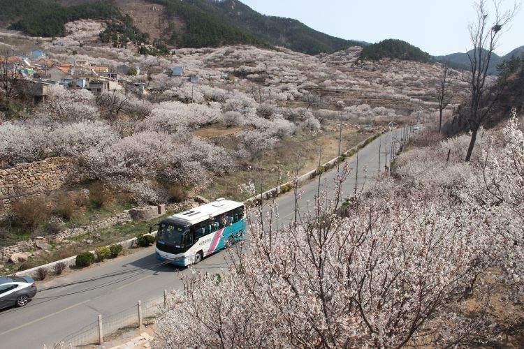 『公交线』崂山樱桃花怒放 639路公交线载您穿越“春天”