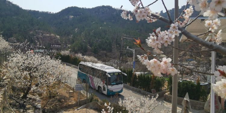 『公交线』崂山樱桃花怒放 639路公交线载您穿越“春天”