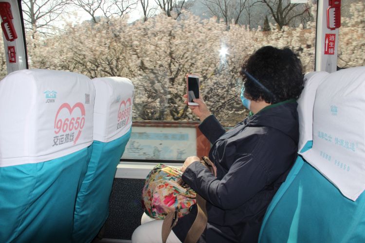 『公交线』崂山樱桃花怒放 639路公交线载您穿越“春天”