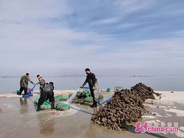 #电商#山东农村电商：滞销变畅销、电商连心桥等方式助力乡村振兴