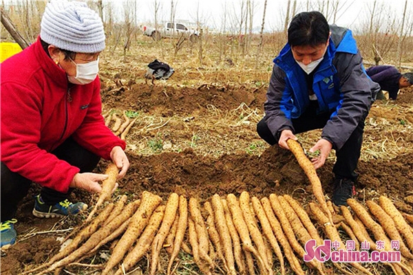 #电商#山东农村电商：滞销变畅销、电商连心桥等方式助力乡村振兴