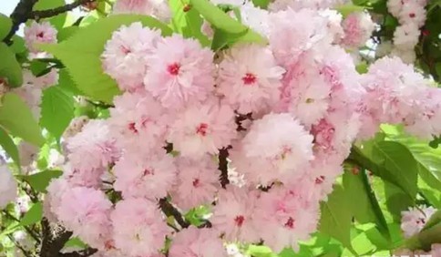 青島櫻花花期預報來了：中山公園櫻花4月1~2日進入始花期