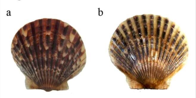 #测序#青岛农大完成海湾扇贝两个亚种的基因组测序和组装