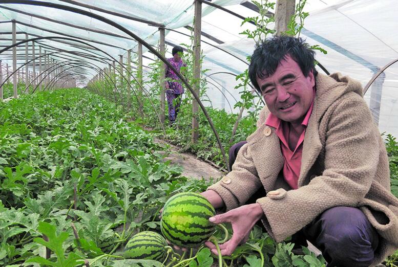 『飘香』青岛本地西瓜4月中旬成熟 半个多月后瓜果飘香