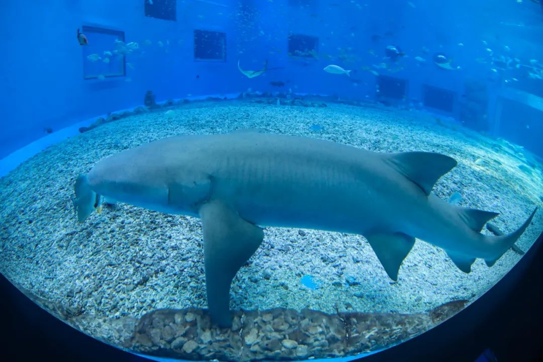 『入园』这家海洋公园恢复营业 今年内潍坊医护人员可免费入园