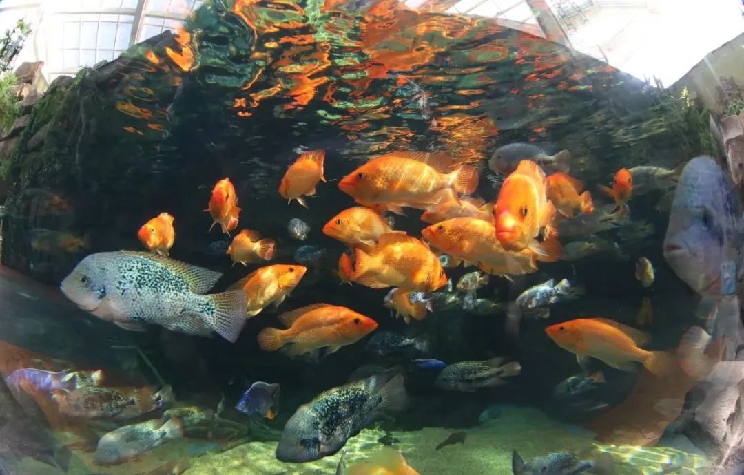 『入园』这家海洋公园恢复营业 今年内潍坊医护人员可免费入园