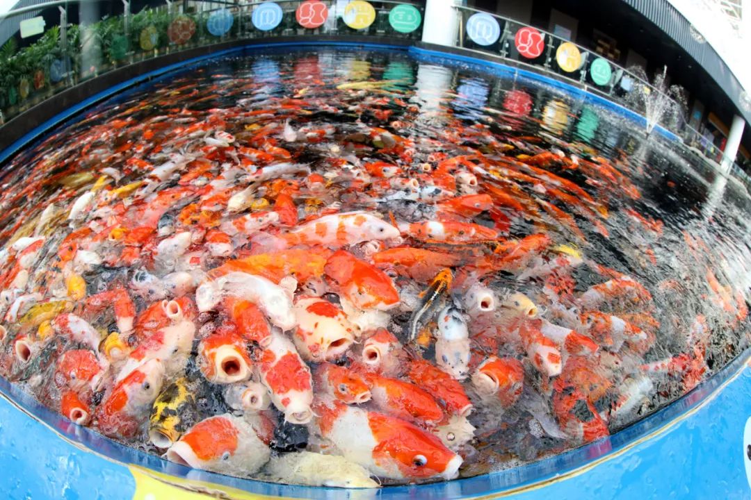 『入园』这家海洋公园恢复营业 今年内潍坊医护人员可免费入园