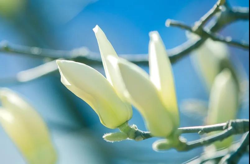 『金海岸』日照市金海岸小学举行“我有美景你有诗”活动