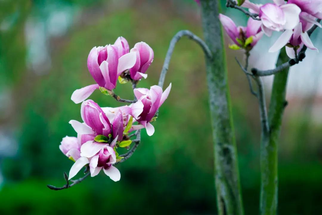 『金海岸』日照市金海岸小学举行“我有美景你有诗”活动