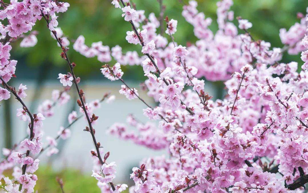 『金海岸』日照市金海岸小学举行“我有美景你有诗”活动