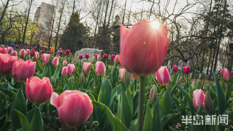 「郁金香」青岛中山公园里郁金香竞相绽放 游客较多未现扎堆