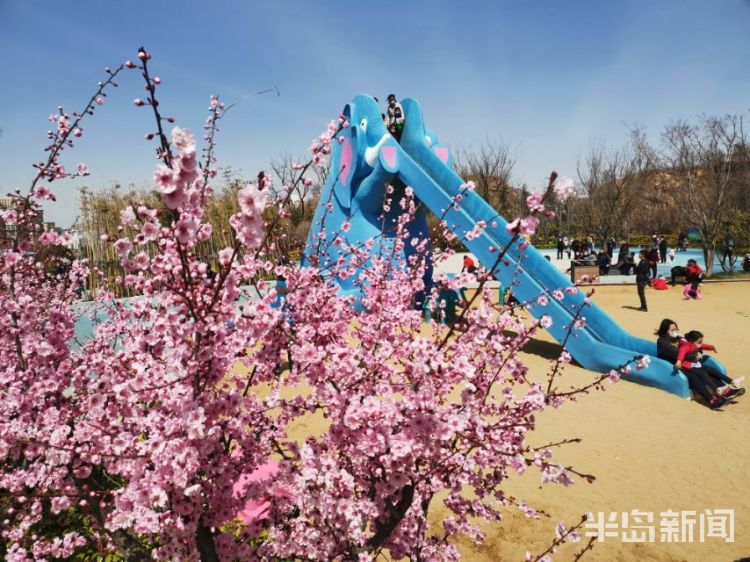 「踏春」青岛象耳山公园的花陆续进入盛花期 不少市民周末前来登山赏景