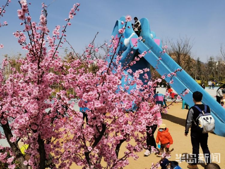 「踏春」青岛象耳山公园的花陆续进入盛花期 不少市民周末前来登山赏景