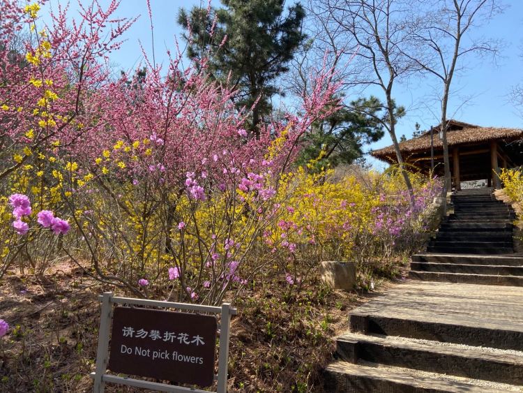 珠山■珠山秀谷花开正盛 西海岸温馨巴士加密班次助力市民赏花游玩