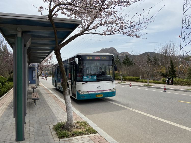 珠山■珠山秀谷花开正盛 西海岸温馨巴士加密班次助力市民赏花游玩