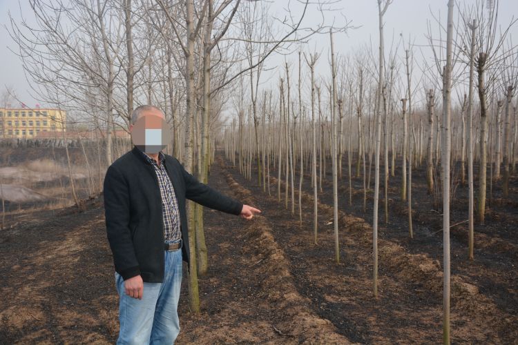 『刑责』上坟引山火小心担刑责 即墨一农妇上坟烧死千万余元黑松获刑