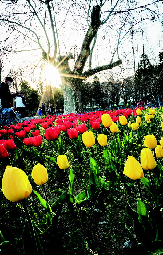「樱桃花」樱花、樱桃花悄绽放 周末青岛不少市民外出赏春韵