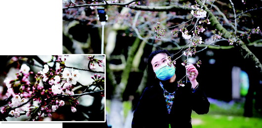 「樱桃花」樱花、樱桃花悄绽放 周末青岛不少市民外出赏春韵