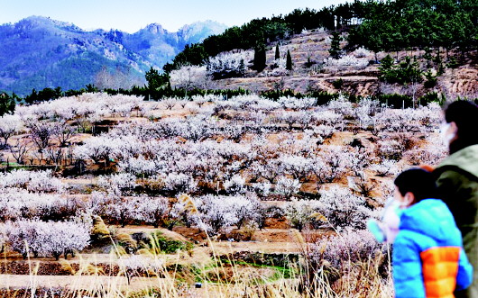 「樱桃花」樱花、樱桃花悄绽放 周末青岛不少市民外出赏春韵