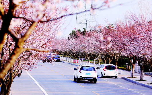 「樱桃花」樱花、樱桃花悄绽放 周末青岛不少市民外出赏春韵