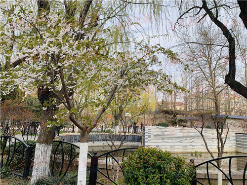 [市北区]春回大地 市北区街角公园外出锻炼居民逐渐增多