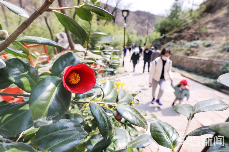 山茶花：青岛竹子庵公园山茶花开 引得不少游客注目赞叹