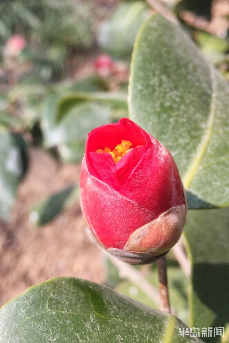 山茶花：青岛竹子庵公园山茶花开 引得不少游客注目赞叹