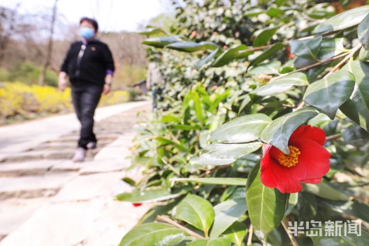 山茶花：青岛竹子庵公园山茶花开 引得不少游客注目赞叹