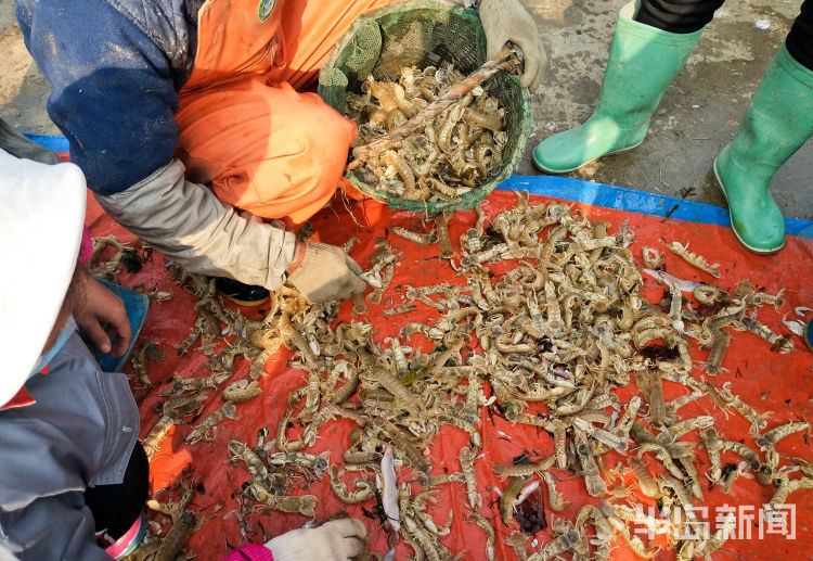 上岸■青岛崂山区沙子口南姜码头虾虎供不应求 约五十元一斤