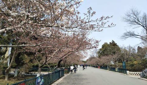 中山公园樱花开放 除了预约入园今年还可“云赏樱”