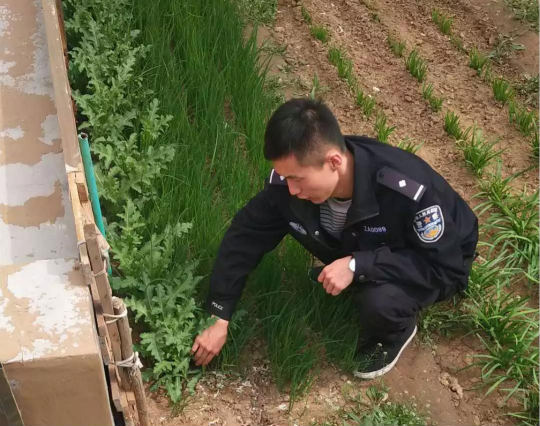 禁种：从严从重查处 即墨通济街道开展“禁种铲毒”专项行动