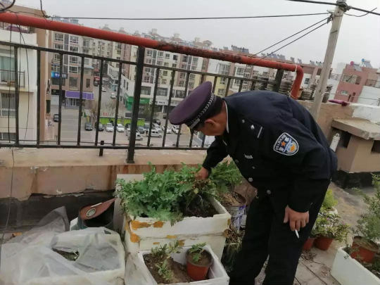 禁种：从严从重查处 即墨通济街道开展“禁种铲毒”专项行动