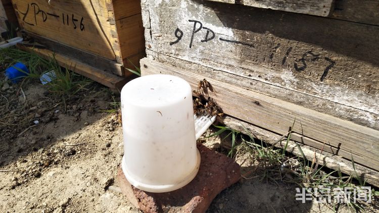 『深读』青岛大学生蜂农“招蜂引蝶”入大棚 颠覆点花授粉模式