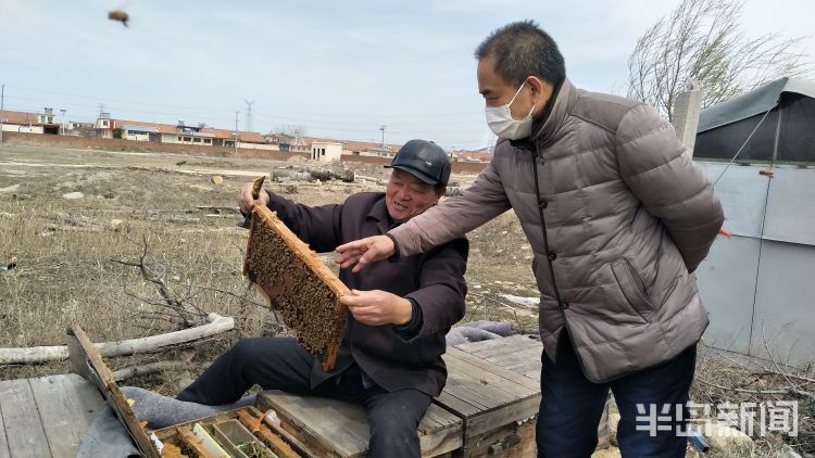 『深读』青岛大学生蜂农“招蜂引蝶”入大棚 颠覆点花授粉模式