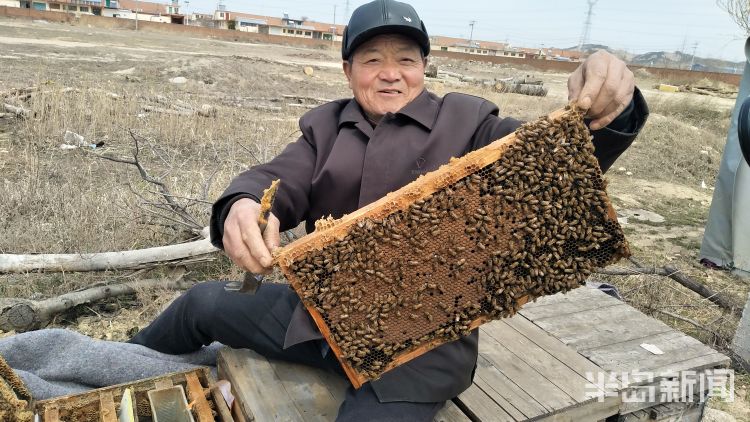 『小蜜蜂』小蜜蜂“改行”授粉 青岛一老蜂农靠往外租蜜蜂挣11万