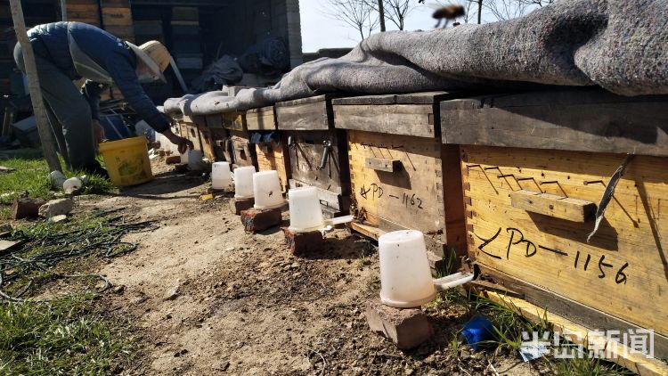 『小蜜蜂』小蜜蜂“改行”授粉 青岛一老蜂农靠往外租蜜蜂挣11万