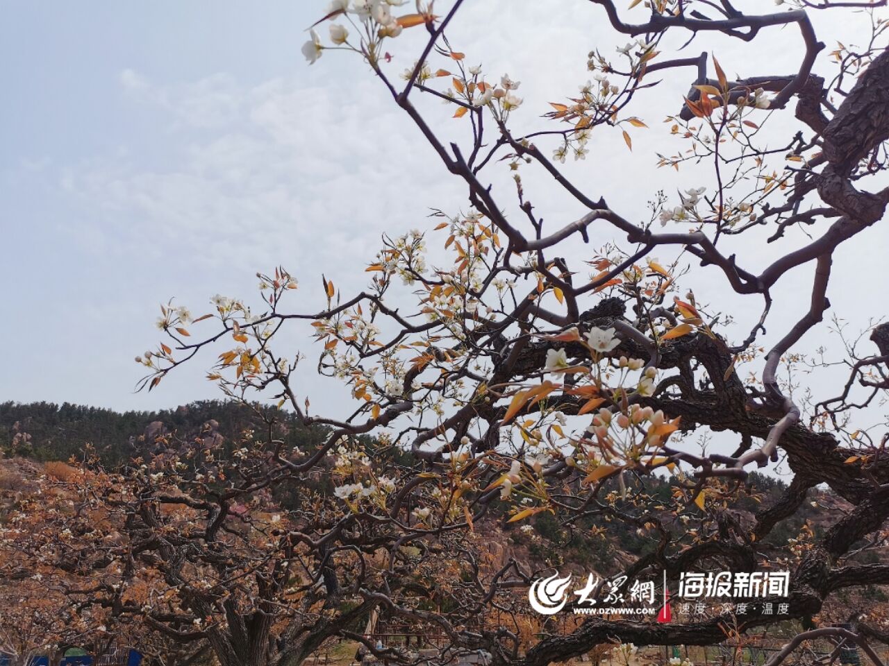 盛花期■青岛十景之“登瀛梨雪”即将震撼上演 下周迎来盛花期