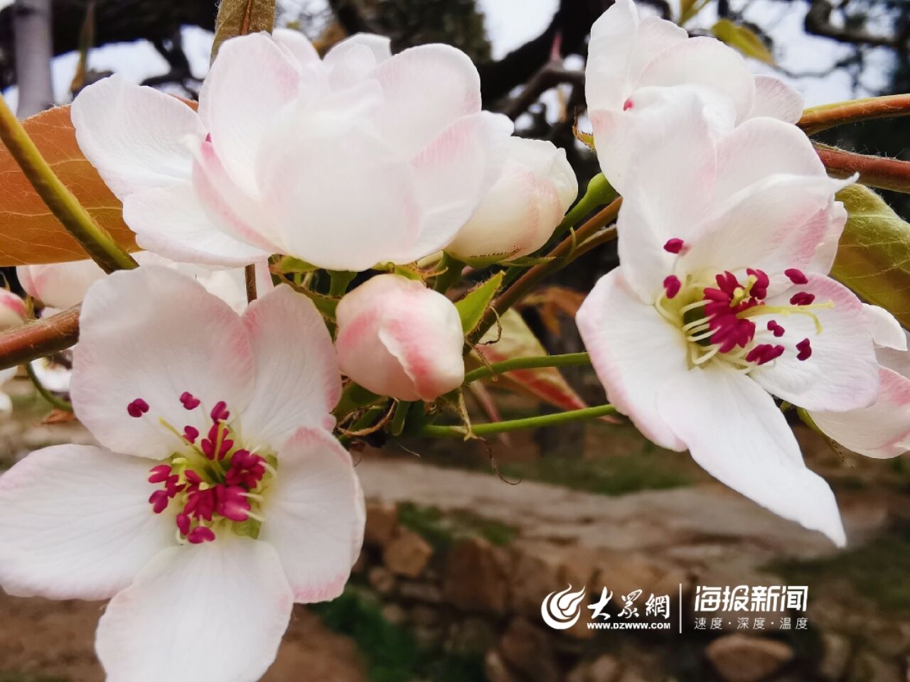 盛花期■青岛十景之“登瀛梨雪”即将震撼上演 下周迎来盛花期