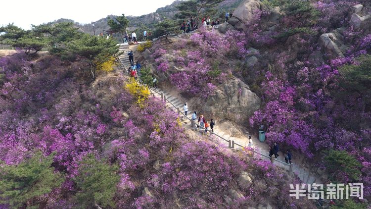 「绕缭」大珠山景区漫山遍野杜鹃开 踏青赏春正当时