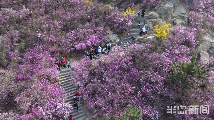 「绕缭」大珠山景区漫山遍野杜鹃开 踏青赏春正当时