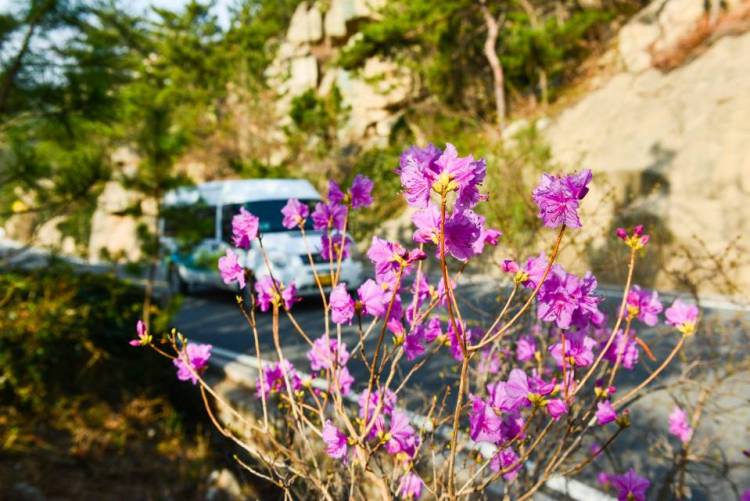 「正艳」人间四月天巨峰赏杜鹃 花期将持续到五一前后