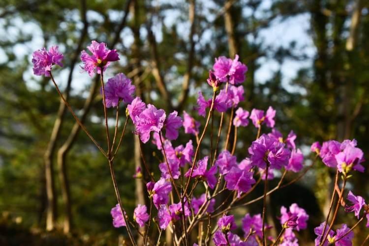 「正艳」人间四月天巨峰赏杜鹃 花期将持续到五一前后