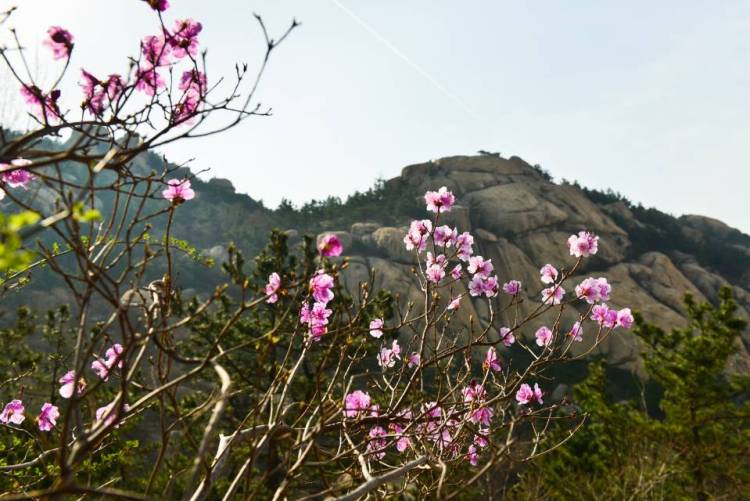 「正艳」人间四月天巨峰赏杜鹃 花期将持续到五一前后