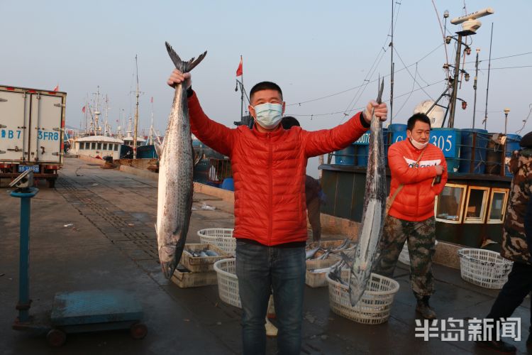 [鲅鱼]青岛：2020沙子口鲅鱼节4月3日启幕 新鲜鲅鱼送给白衣战士