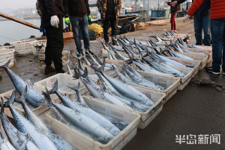 [鲅鱼]青岛：2020沙子口鲅鱼节4月3日启幕 新鲜鲅鱼送给白衣战士