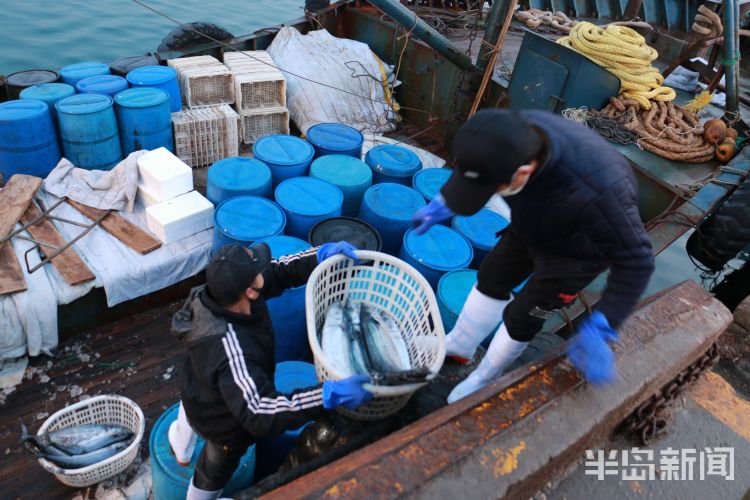 [鲅鱼]青岛：2020沙子口鲅鱼节4月3日启幕 新鲜鲅鱼送给白衣战士