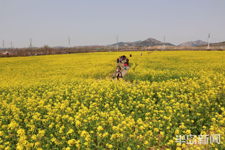 『岛城』青岛十条春游线路已备好 首站来西海岸新区赏花、观海、吃大餐