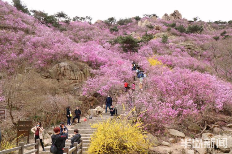 『岛城』青岛十条春游线路已备好 首站来西海岸新区赏花、观海、吃大餐