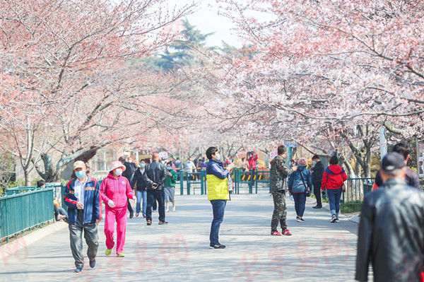 [2020]春暖花开 2020年青岛赏花会如期开幕