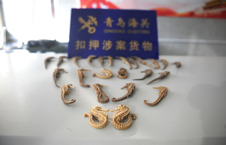 『夹藏』进口水晶原石里夹藏海马干等珍贵动物制品48件被青岛海关查获